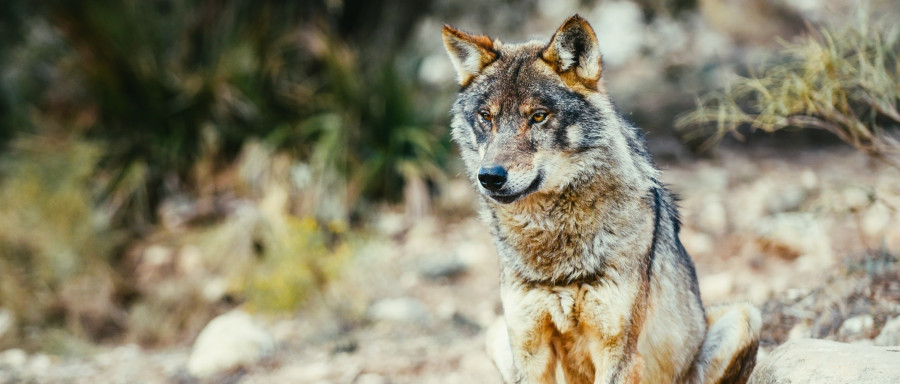 Los perros descienden de dos poblaciones distintas de lobos