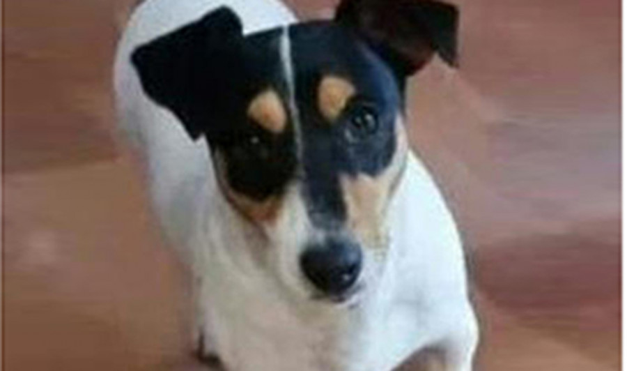 Lucho, el perro desaparecido en San Juan, apareció muerto tras ser atropellado y considerado un “residuo animal”