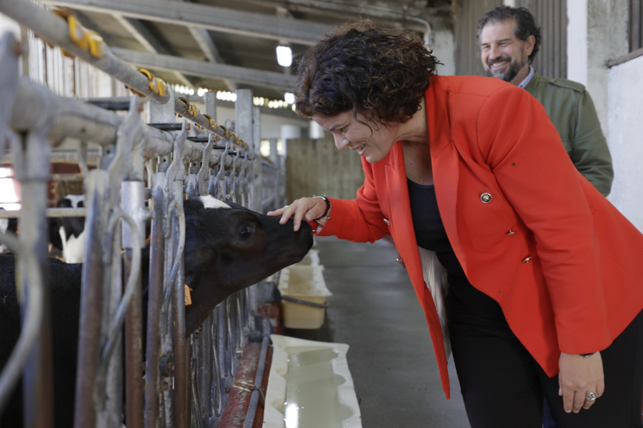 El Gobierno otorga una ayuda de 23,28 millones de euros a más de 2.500 productores de leche de A Coruña