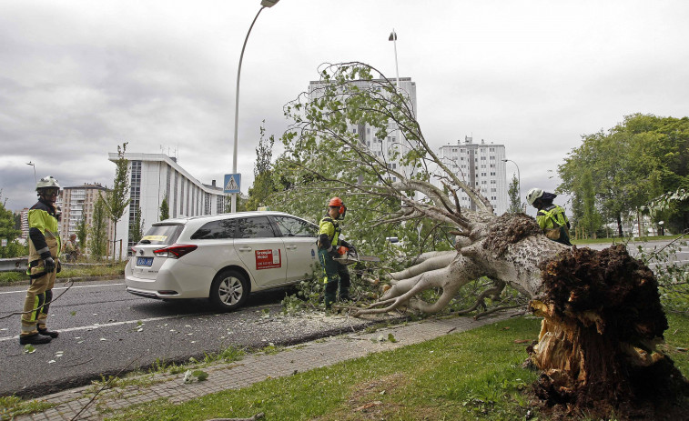 Cae un árbol a la vía en la incorporación a la ronda de Outeiro desde Alfonso Molina