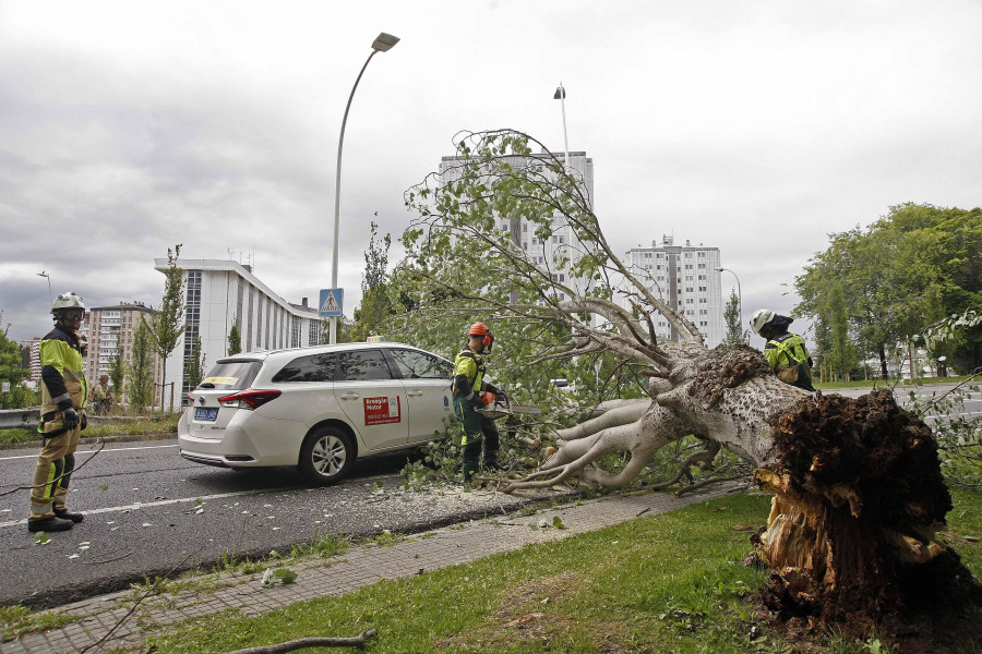 Cae un árbol a la vía en la incorporación a la ronda de Outeiro desde Alfonso Molina