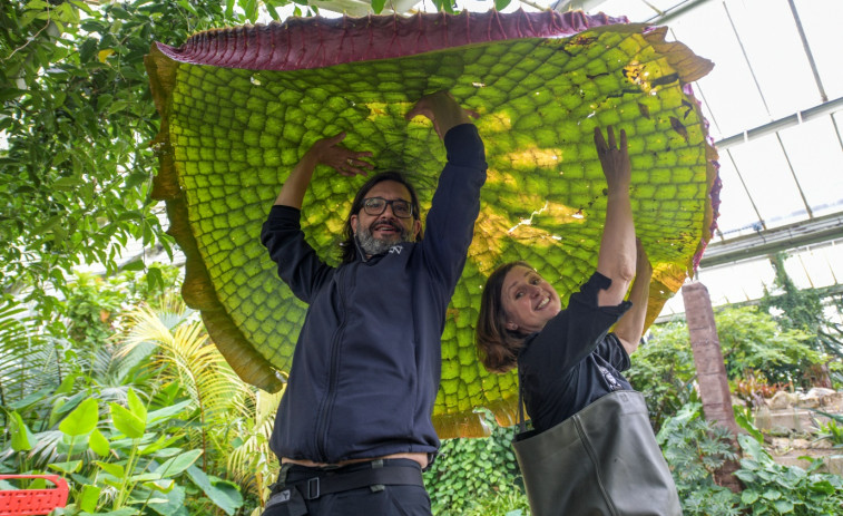 Un español está detrás del hallazgo de una especie nueva: un nenúfar gigante