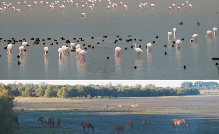 La sequía lleva a Doñana a los números más bajos de aves acuáticas de los últimos 40 años