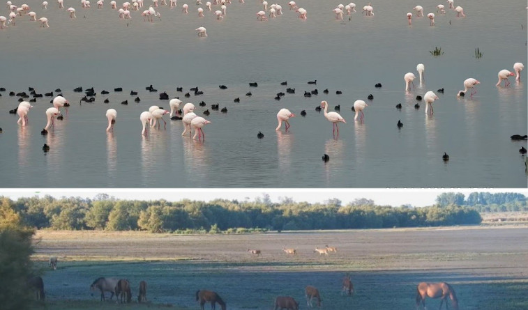 La sequía lleva a Doñana a los números más bajos de aves acuáticas de los últimos 40 años