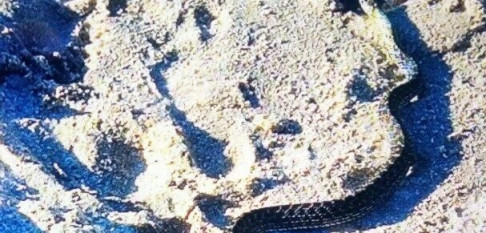 La Policía captura una culebra encontrada por un bañista en una playa de Vigo