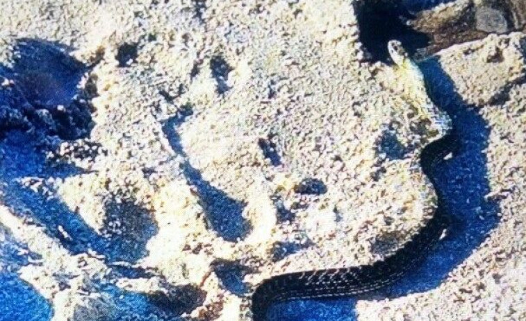 La Policía captura una culebra encontrada por un bañista en una playa de Vigo