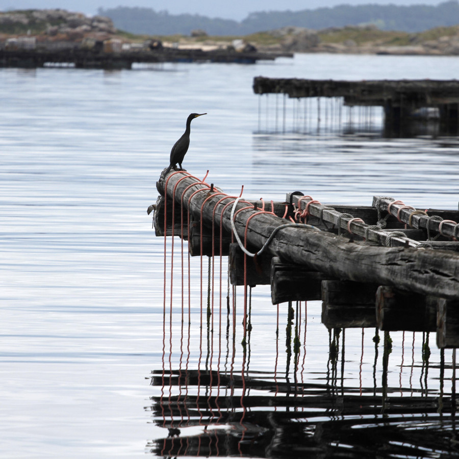 Más mimos y menos vertidos para la  ría de Arousa