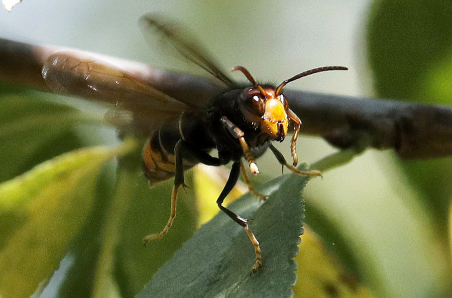 Así son los insectos invasores más peligrosos presentes en España