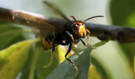 Así son los insectos invasores más peligrosos presentes en España