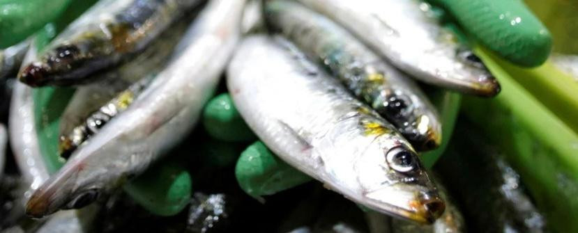 Sardinas