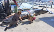 Muere una ballena en el puerto de Combarro, en el interior de la ría de Pontevedra