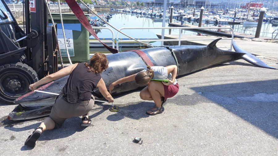 Muere una ballena en el puerto de Combarro, en el interior de la ría de Pontevedra