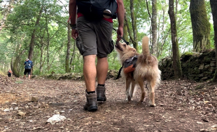 Las rutas jacobeas a cuatro patas: unos 5.000 ‘perregrinos’ hacen el Camino de Santiago