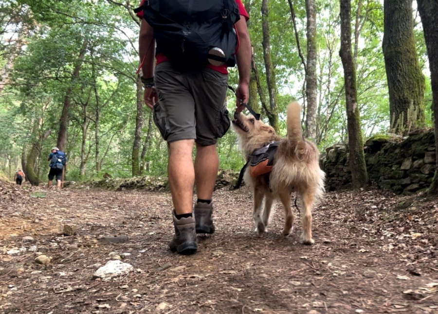 Las rutas jacobeas a cuatro patas: unos 5.000 ‘perregrinos’ hacen el Camino de Santiago