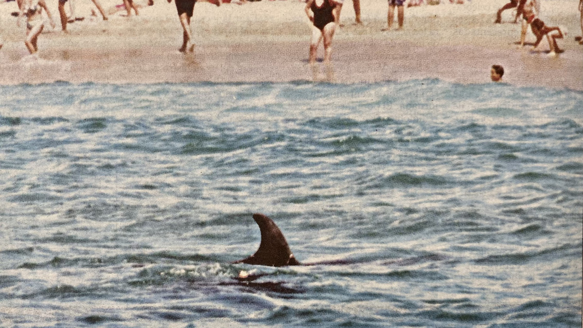 Delfines en el Orzan 1997