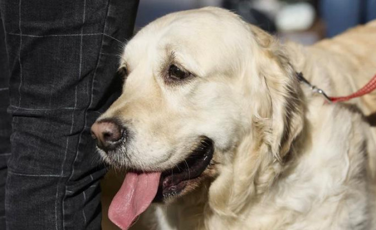 Así son los mejores establecimientos  “pet friendly” de A Coruña