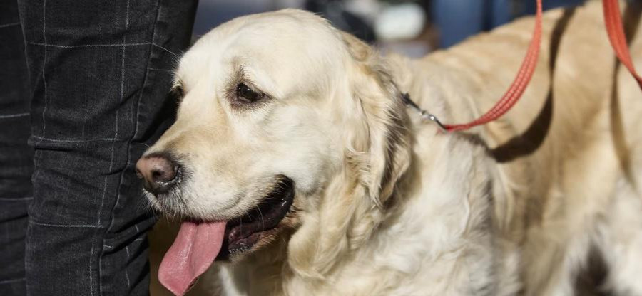 Así son los mejores establecimientos  “pet friendly” de A Coruña