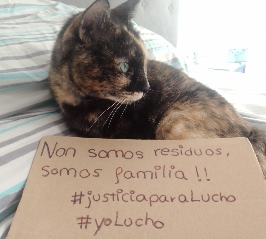 La campaña #YoLucho coge impulso con decenas de fotos de mascotas en busca de justicia