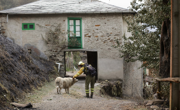 Una ONG cifra en 250.000 los animales muertos por los incendios en Galicia