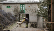 Una ONG cifra en 250.000 los animales muertos por los incendios en Galicia