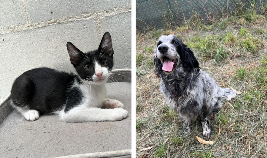 Martín y Golfo buscan hogar
