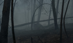 El incendio de Arbo llega a las 300 hectáreas quemadas