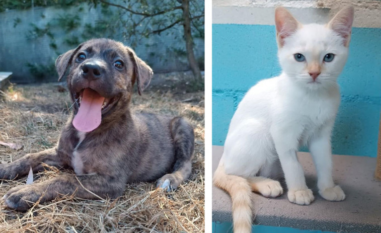 Leia y Peluso  buscan hogar