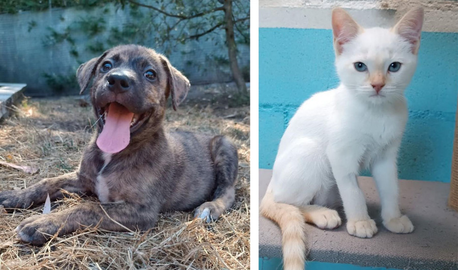 Leia y Peluso  buscan hogar