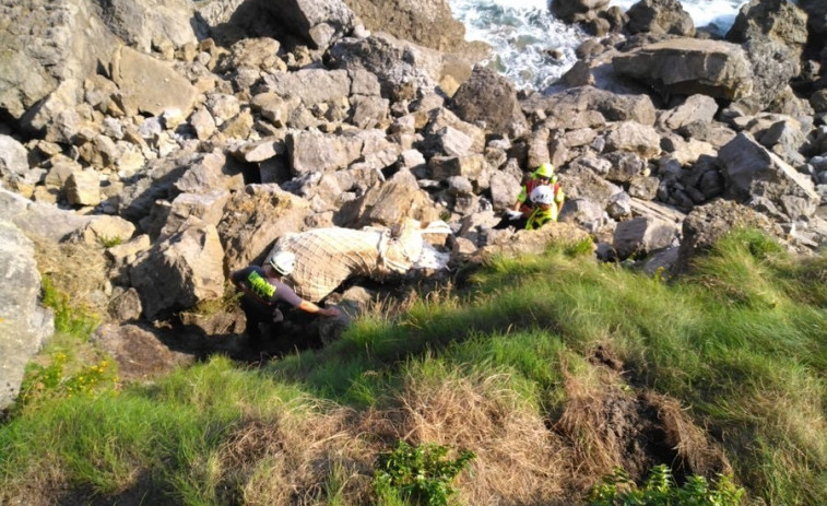 El helicóptero de Cantabria rescata a una vaca caída en un acantilado de Ruiloba