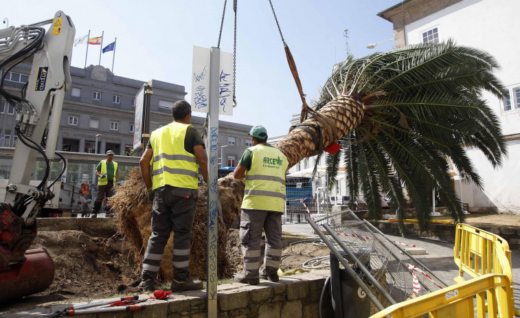 El Ayuntamiento de A Coruña no plantará más palmeras por la plaga del picudo rojo