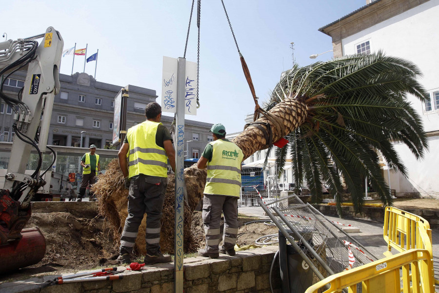 El Ayuntamiento de A Coruña no plantará más palmeras por la plaga del picudo rojo