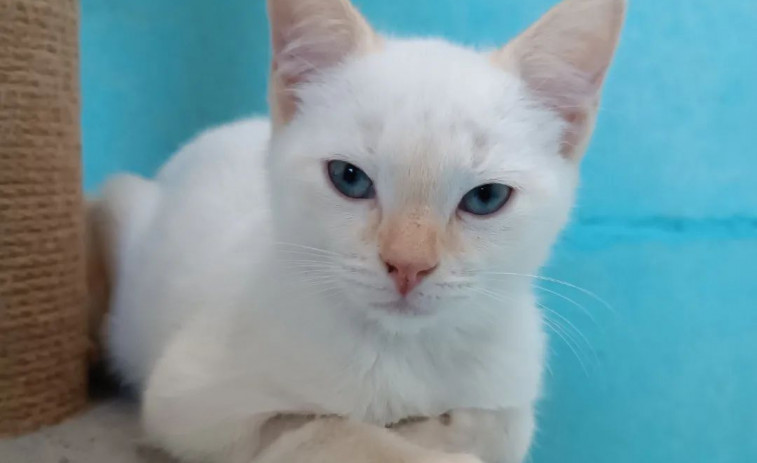Gatocán adopta su propio himno