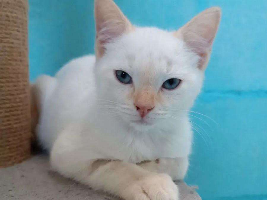 Gatocán adopta su propio himno