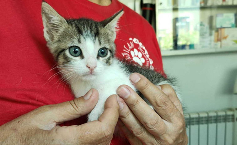 Gatocán incrementa sus cifras de adopciones respecto a junio y julio del año pasado