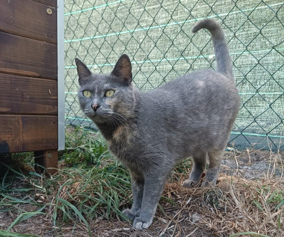 Mirrucha Gatocan