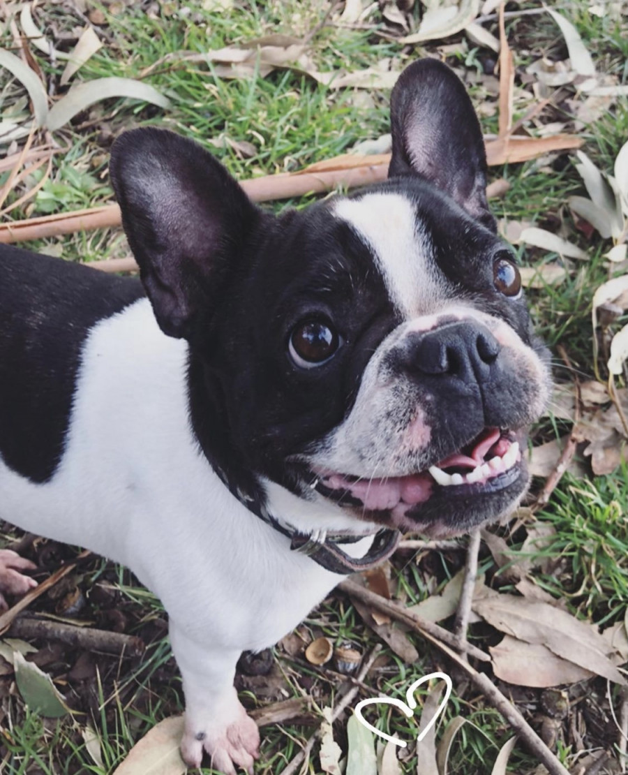 Convocatoria este domingo en Seixo Branco para buscar a Mía, la bulldog francés desaparecida 