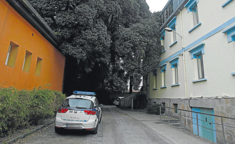 El árbol más antiguo de A Coruña tiene sus raíces en Nueva Zelanda