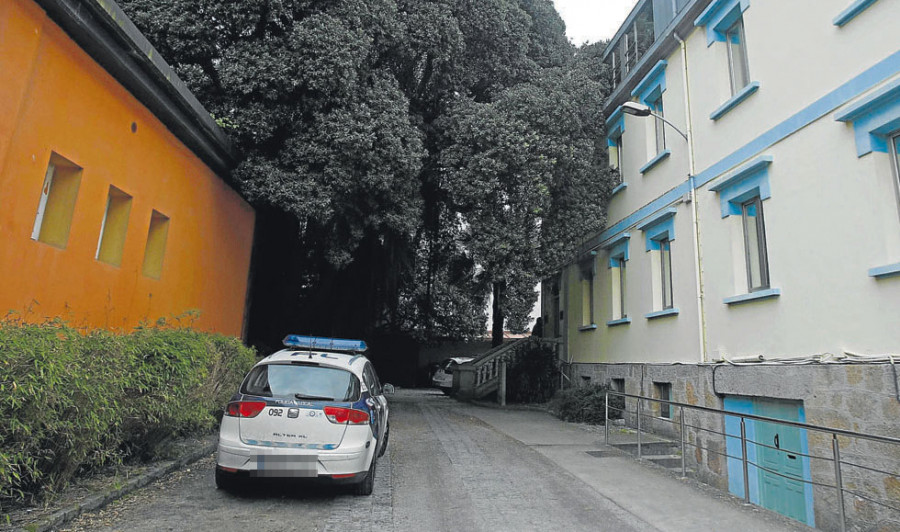 El árbol más antiguo de A Coruña tiene sus raíces en Nueva Zelanda