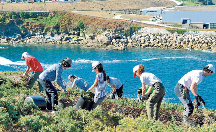 Los voluntarios retiraron 53 toneladas de uña de gato de la Torre de Hércules  en cinco años