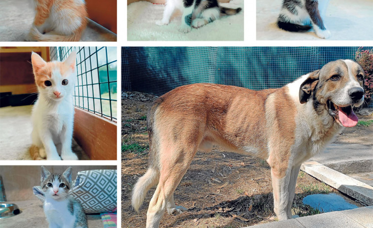 Sami, Soiber, Selma, Sura, Salman   y Nilo buscan hogar