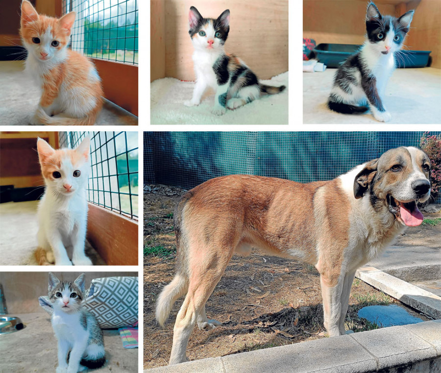 Sami, Soiber, Selma, Sura, Salman   y Nilo buscan hogar