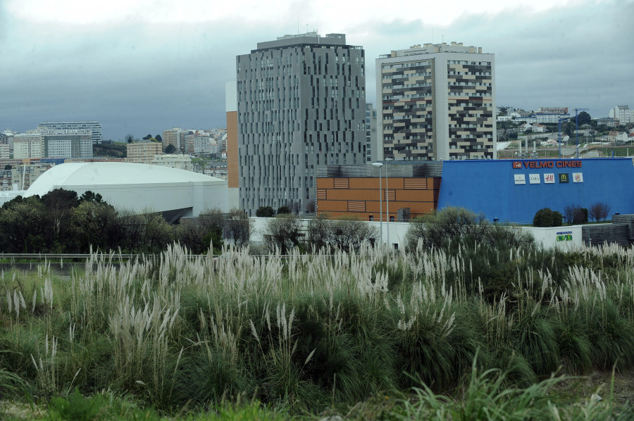 El Ayuntamiento advierte de que solo es posible eliminar el plumacho con la ayuda de la Xunta