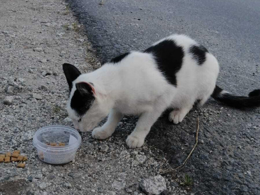 Micos apunta a las carreras ilegales o un asesino de gatos en su denuncia