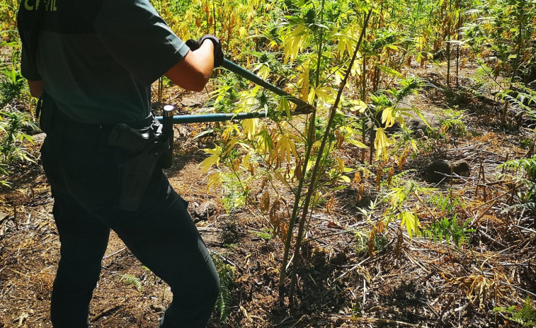 Desmantelan en Cerdedo-Cotobade una de las mayores plantaciones de marihuana en Galicia