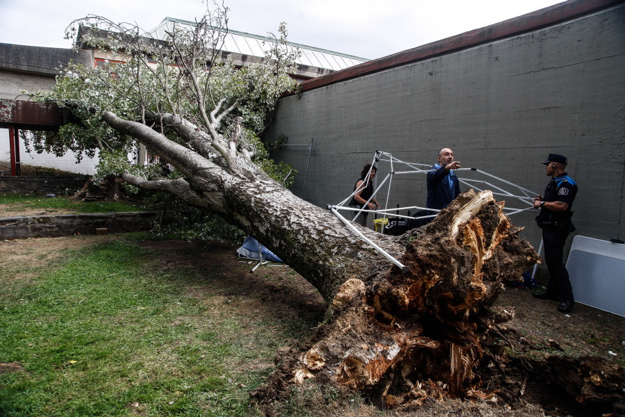 Un árbol de quince metros se desploma sobre un puesto del Flores Rock