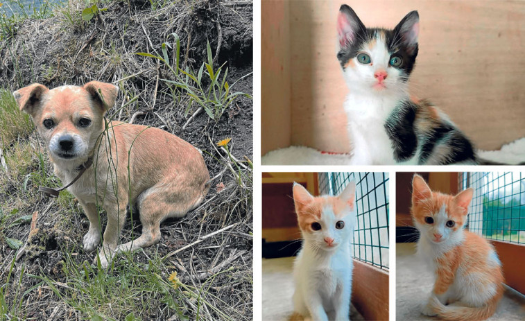 Artay, Sura, Sami y Sandal  buscan hogar