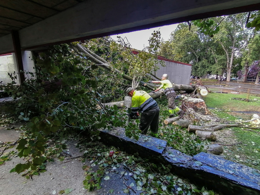 Medio Ambiente somete a examen a los árboles del Barrio de Las Flores