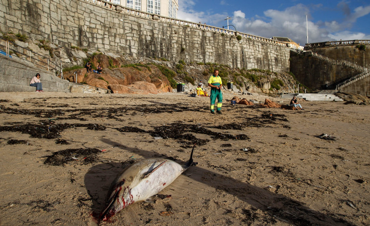 Aparece muerto un delfín en la playa de Matadero