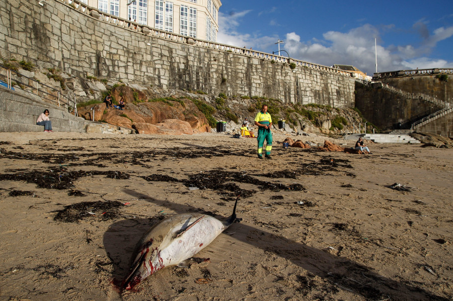 Aparece muerto un delfín en la playa de Matadero