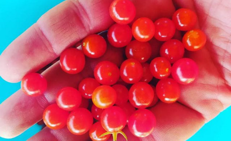 El tomate 